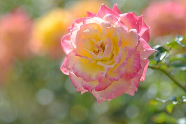 Profumata rosa tè in giardino