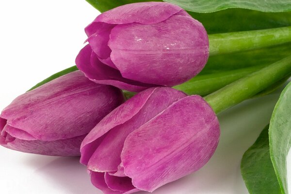 Purple Tulip buds are very beautiful