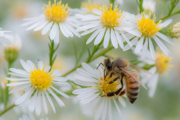 Fiori di camomilla. L ape raccoglie il nettare