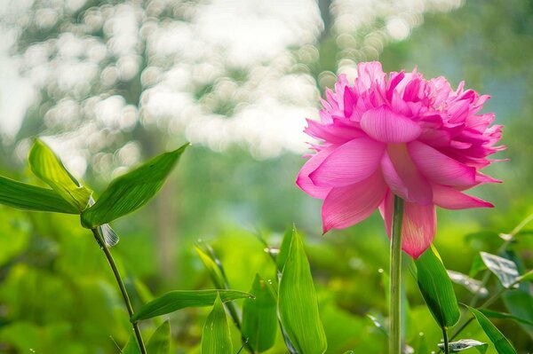 Loto rosa brillante sobre fondo verde