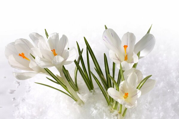 Azafranes blancos en la nieve