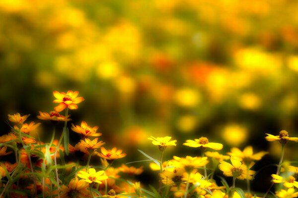 Champ de fleurs jaunes sur fond flou