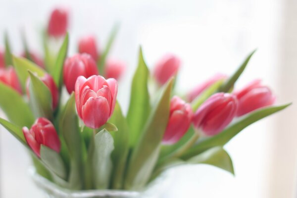 Bouquet de tulipes dans un vase