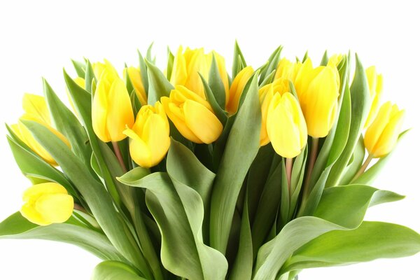 Bouquet of bright yellow tulips with green leaves