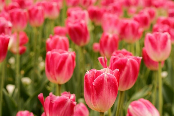 Ein Feld von rosa Tulpen. Nahaufnahme
