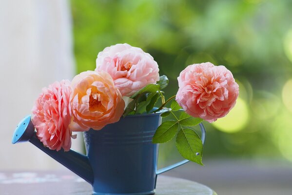 Bouquet of pink roses in a watering can