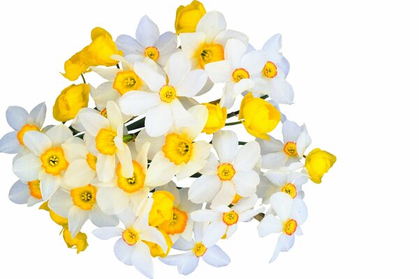 Ramo de flores blancas de narciso
