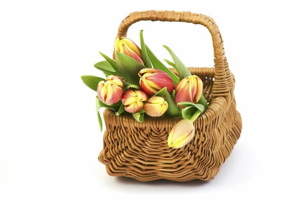 Tulpenknospen im Korb
