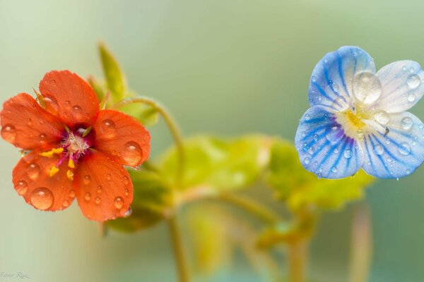 Macro gocce di rugiada visibili sui fiori
