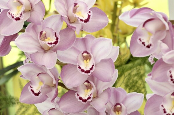 Los pétalos de las orquídeas tienen un color inusual