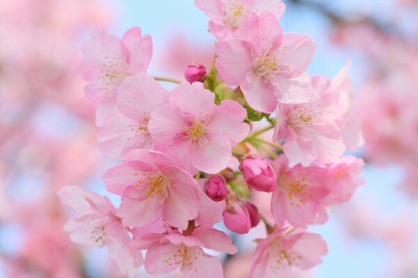 Macro photography of fragrant cherry blossoms