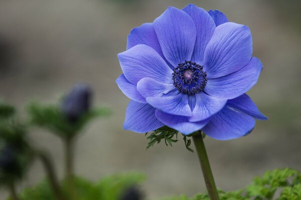 Fiore blu brillante su sfondo sfocato