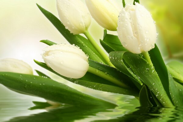 Gotas en flores tulipanes blancos
