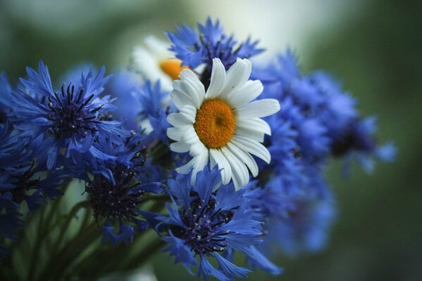 Fiori selvatici di camomilla e fiordaliso in un bouquet