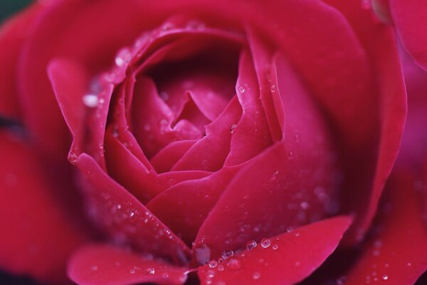 Water drops on rose petals