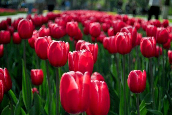 Czerwone wiosenne tulipany na kwietniku