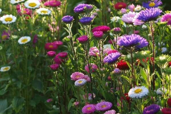 Flores blancas, Rosadas y púrpuras sobre un fondo verde