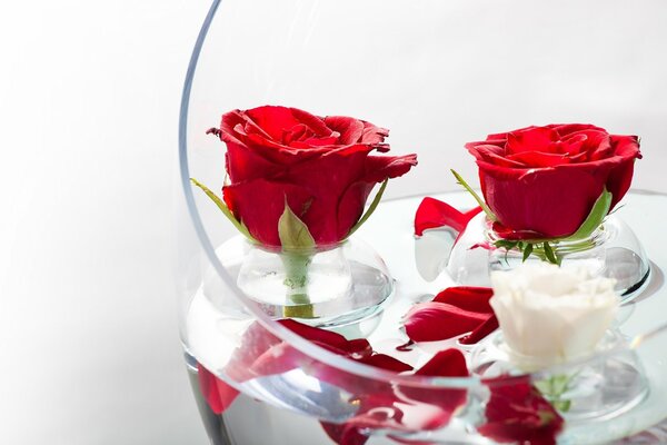 Red rose petals on the water