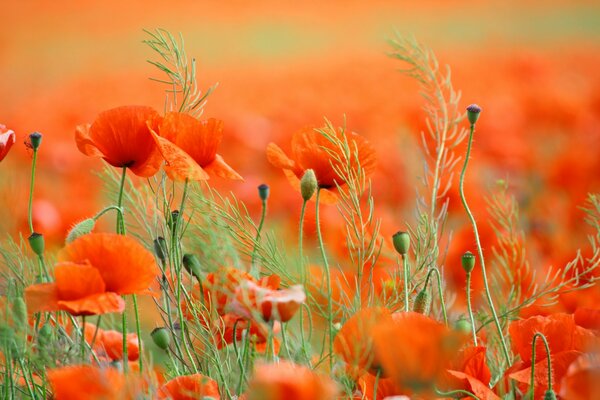Frühlingsfeld heller Mohnblumen