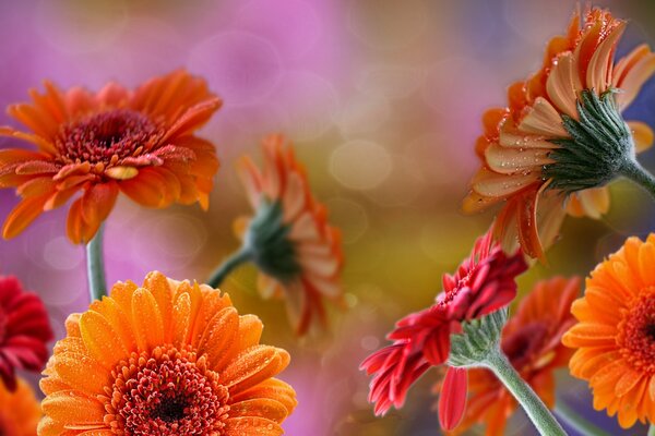 Ambiance orange. Gerbera rouge sur fond flou