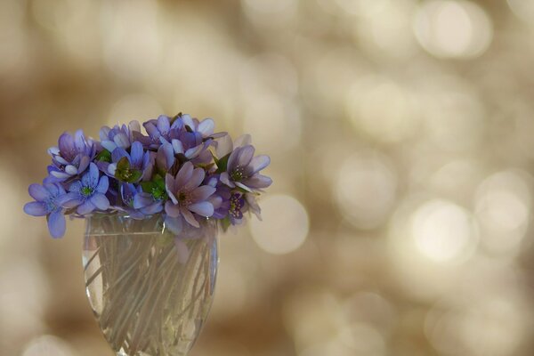 Violette come simbolo di semplicità e bellezza