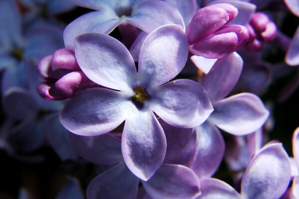 Cinq lipestkov belle lilas
