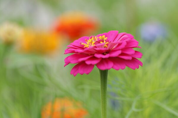 Wunderschöne rosa Blume auf verschwommenem Hintergrund