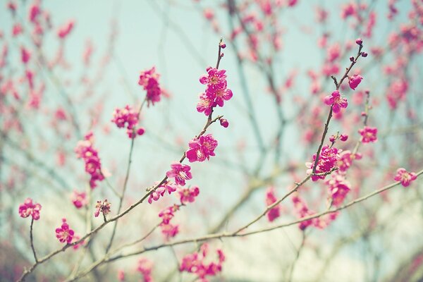Primavera. I boccioli degli alberi sbocciano