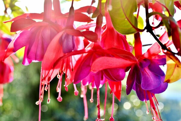 Flores brillantes en un árbol de cerca