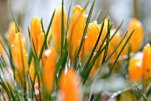 Ternura en el Jardín de flores de invierno entre la nieve