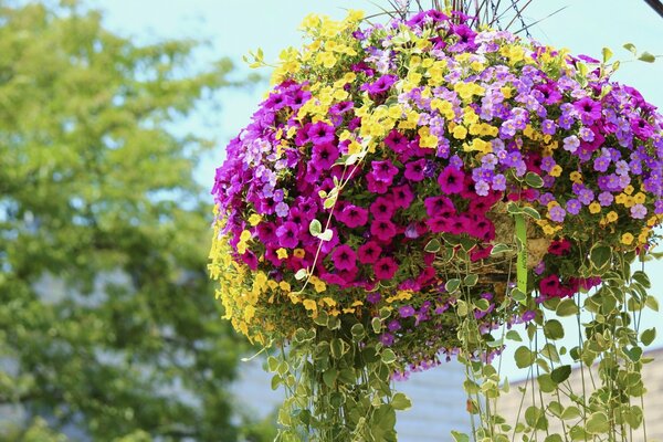 Vaso di fiori di petunie colorate in giardino
