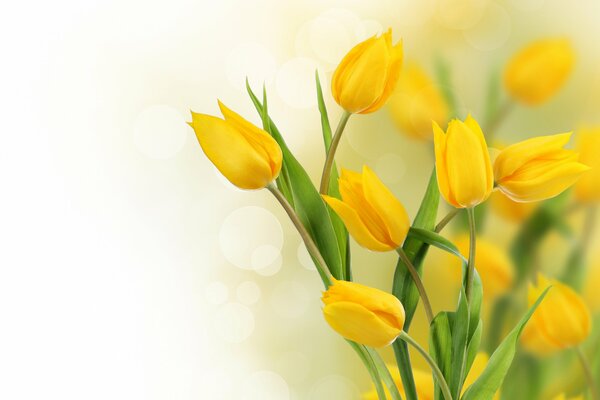 Tulipes jaunes sur fond blanc