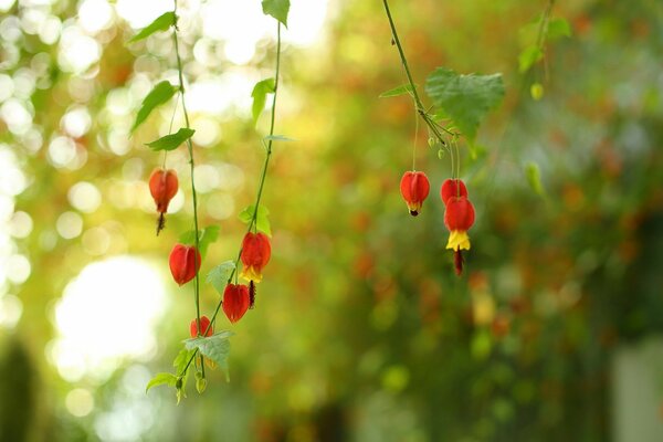 Fiori rossi su rami sottili