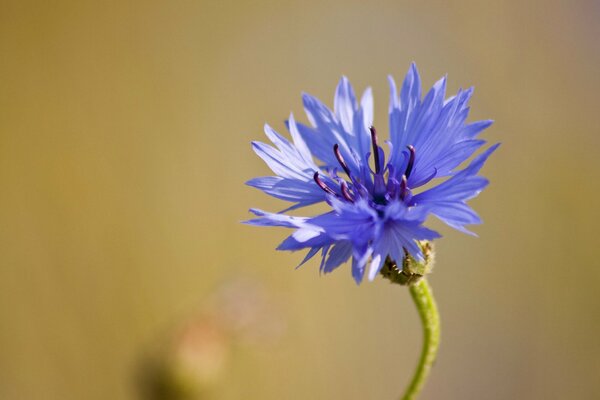 Blue field flower in macro photography