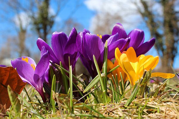 Spring flowers crocuses bloomed