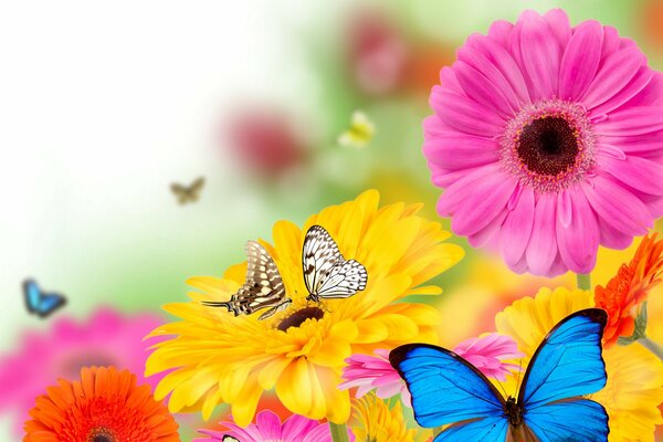 Gerberas multicolores avec des papillons qui volent autour