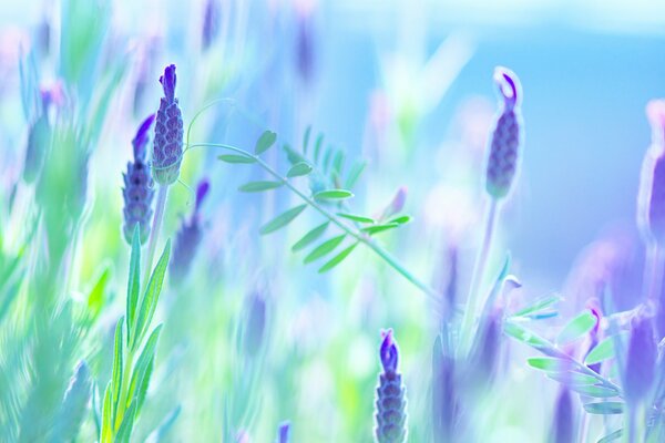Watercolor flower buds in purple tones