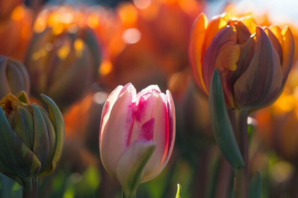 Fotografía macro de tulipanes en primavera con luz brillante