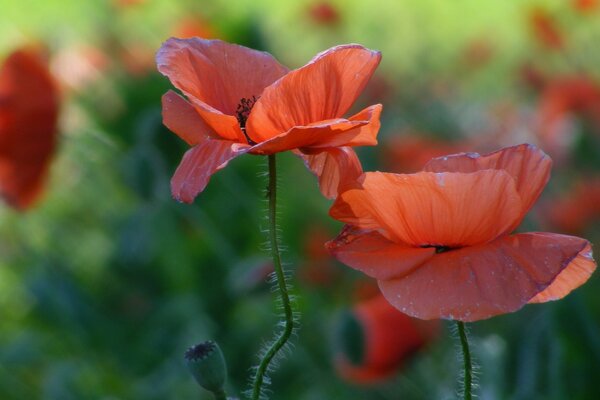 Coquelicots à fleurs rouges dans le champ