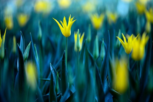 Flores amarillas brillantes