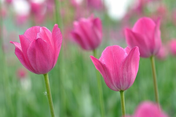 Viele schöne rosa Tulpen