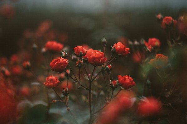 Bush red roses