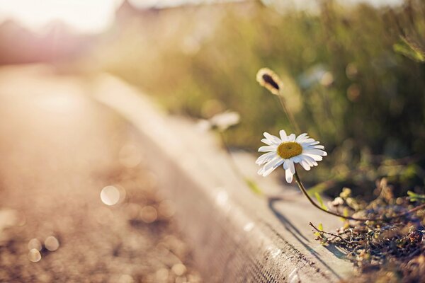 Chamomile grows on the side of the road