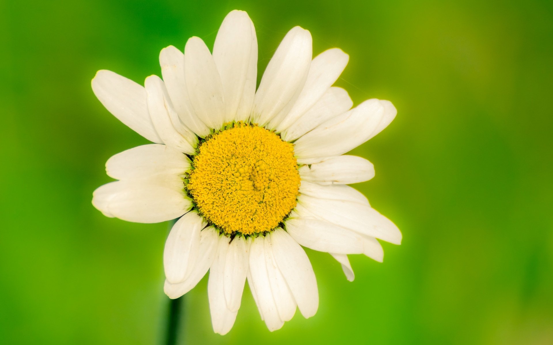 fleurs fleurs fleur fleur marguerite blanc vert arrière-plan flou papier peint écran large plein écran écran large écran large