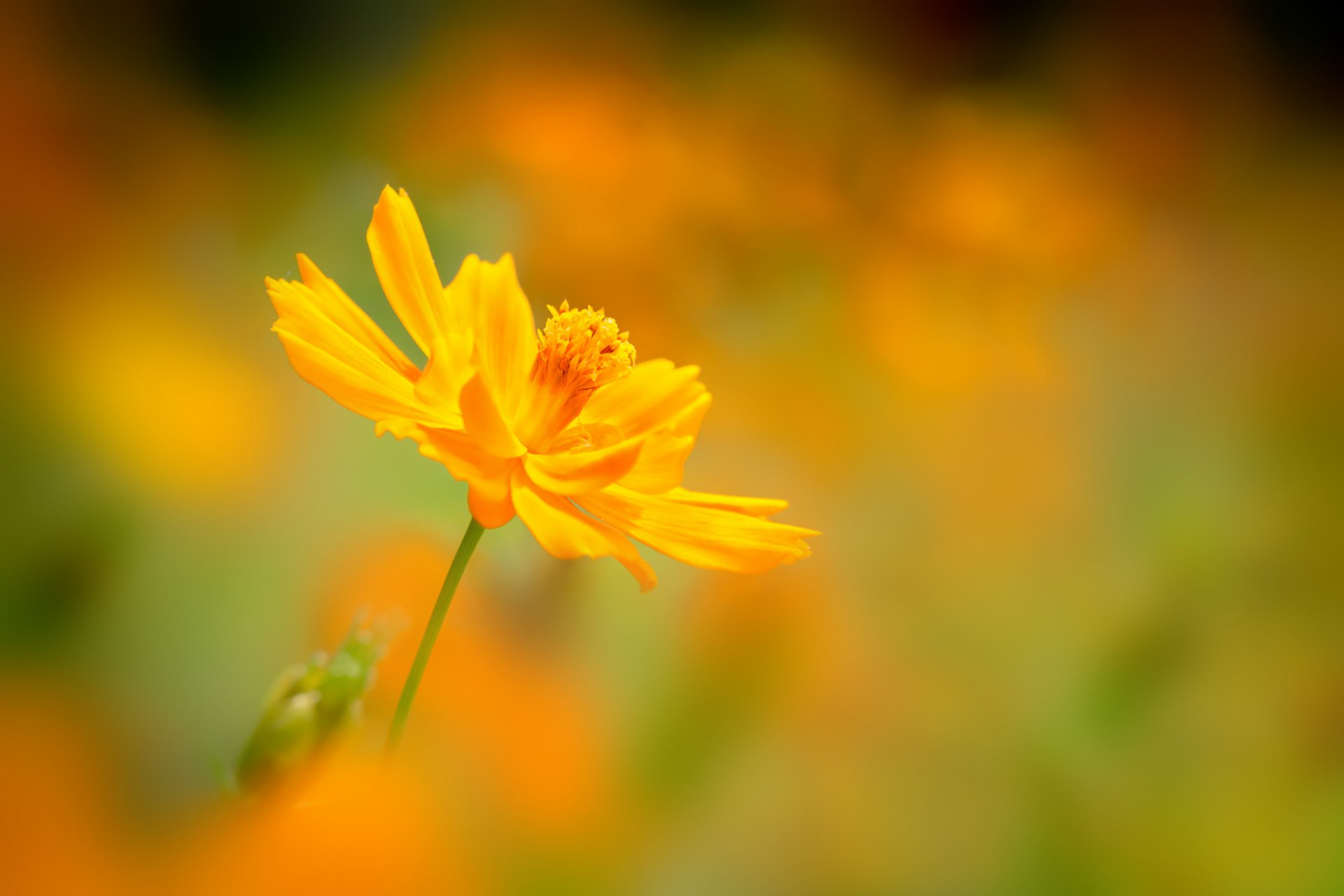 fleur cosmée jaune fond flou