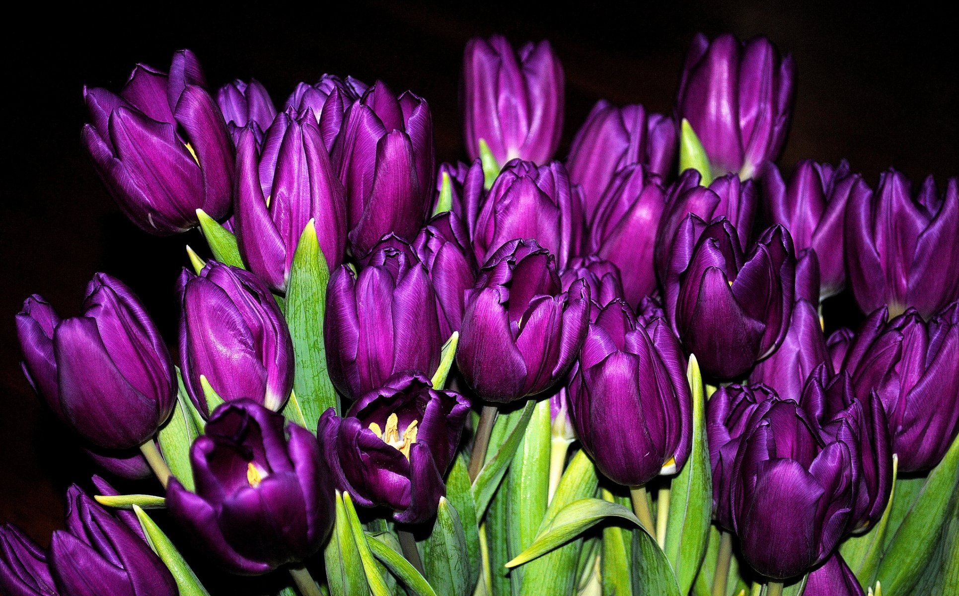 tulpen knospen blumenstrauß lila