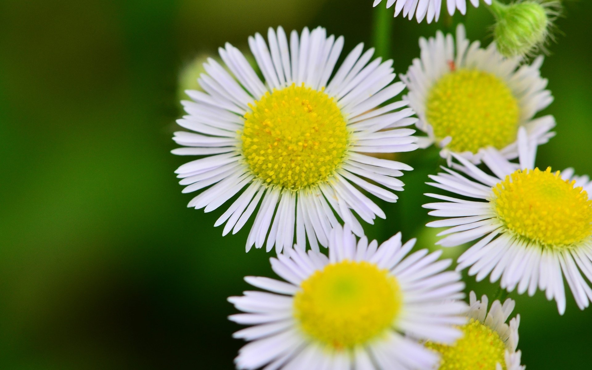 fleurs fleurs jaune blanc pétales macro fleur fond papier peint écran large plein écran écran large écran large