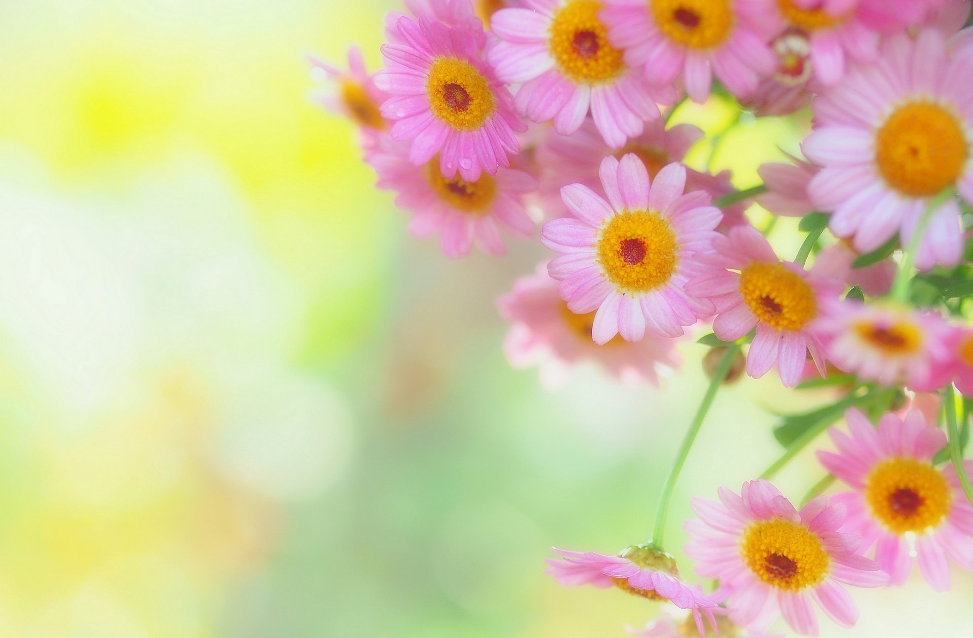 gänseblümchen blütenblätter zärtlichkeit