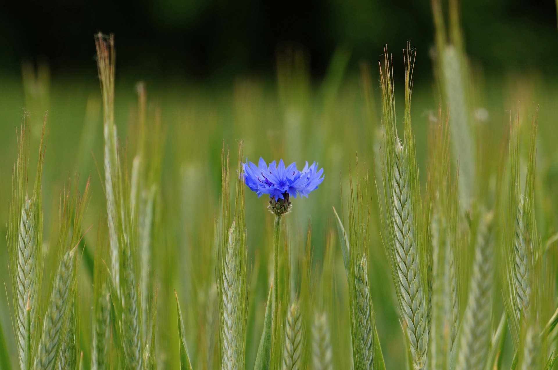 pelo azul flor campo espigas