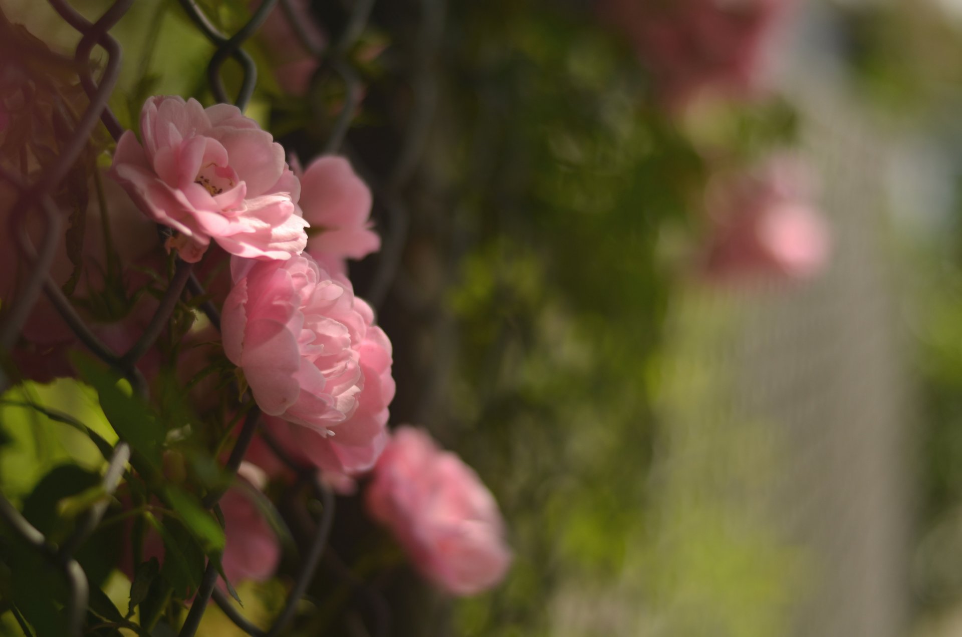 camélia rose fleurs pétales clôture gros plan flou